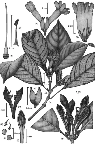 Figure 7. Spathacanthus magdalenae Castillo-Campos. Image and legend modified from Castillo-Cam-pos et al