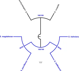 Figure 10. Majority-rule consensus tree inferred from parsimony analysis of 15 morphological charac-ters for four species of Spathacanthus (tree length = 24 steps, CI = 0.88 and RI = 0.80)