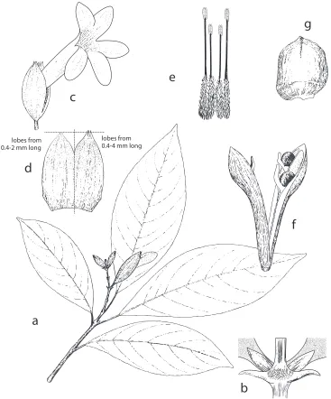 Figure 3. Spathacantus hahnianus Baillon. Image and legend modified from Daniel (1995) Flora of Chiapas, Part 4, page 131 a habit, × 0.5 b inflorescence node, × 3.5 c flower, × 1.1 d calyx split, × 1.3 e androecium showing didynamous stamens, × 1.8 f capsu