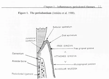 Figure 1. The periodontium (Jenkins et al. 1988).