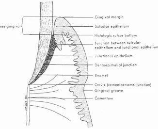 Figure 3. Anatomie relationships of periodontium