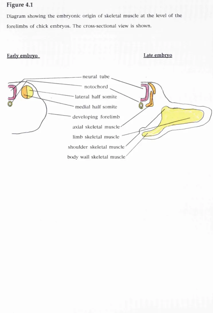 Diagram showing  the embryonic origin of skeletal  muscle at the  level of the  forelimbs  of chick embryos