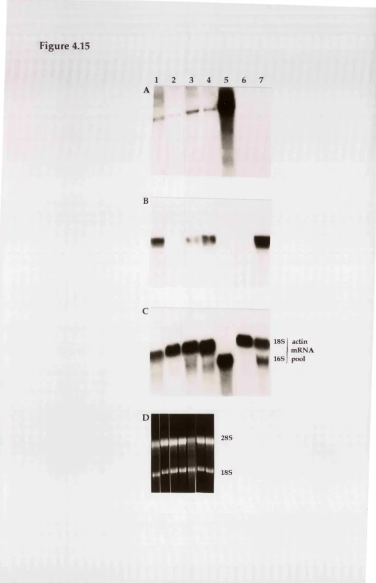 Figure 4.15 1  2  3  4  5  6  7 # B 18S  actin  mRNA  16S  pool 28S  18S