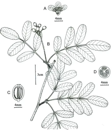 Figure 1. Main morphological characters of Sorbus gongshanensis A flower, longitudinal section B fruit-ing branch C fruit, longitudinal section D fruit, cross section.