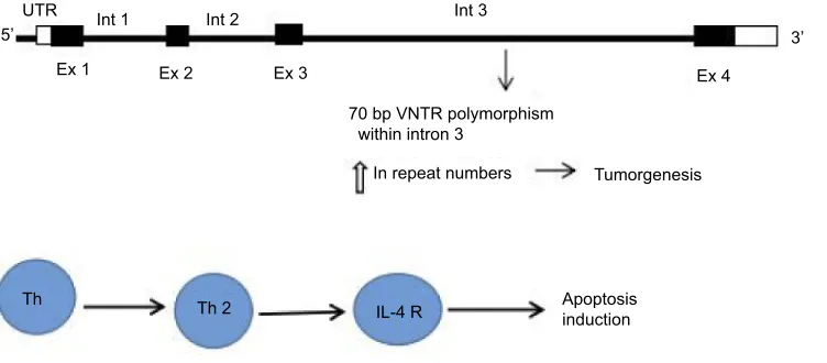 Figure 1 VNTR polymorphism locus within the IL-4 gene.Abbreviation: VNTR, variable number tandem repeat.