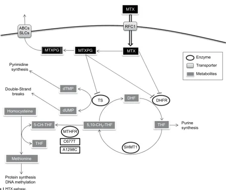 Figure 1 MTX pathway.