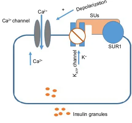 Figure 2 Action of sulfonylureas on β-cells.Abbreviations: SUs, sulfonylureas; SUR1, sulfonylurea receptor 1.