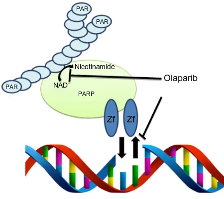 Figure 1 Dual mechanism of action of PARPi.Notes: Olaparib inhibits parylation by competing with the binding of NAD+ to PARP1, PARP2, and PARP3
