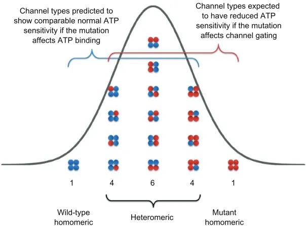 Figure 5 Schematic of the K4 Kir6.2 subunits, there will be 1/16 channel with 0 mutant subunit, 4/16 channel with 1 mutant subunit, 6/16 channel with 2 mutant subunits, 4/16 channel with 3 mutant ATP channel Kir6.2 subunit compositions expected when wild-t