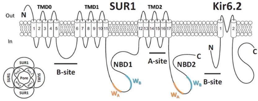 Figure 2  channel is a hetero-octameric complex composed of four pore Kir6.2 subunits and four ATPof MgATP within the SUR1 subunit nucleotide-binding domains (NBDs) leads to generation of stimulatory MgADP