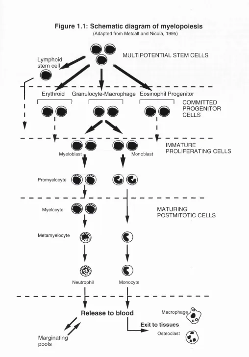 Figure 1.1: Schematic diagram of myelopoiesis