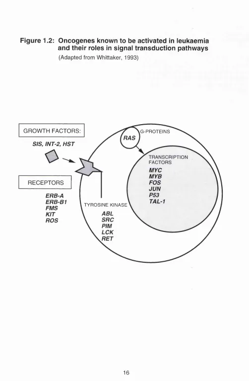 Figure 1.2: Oncogenes known to be activated In leukaemia 