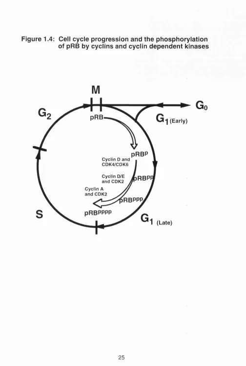 Figure 1.4: Cell cycle progression and the phosphorylation of pRB by cyclins and cyclln dependent kinases