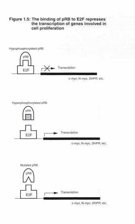 Figure 1.5: The binding of pRB to E2F represses the transcription of genes involved in 