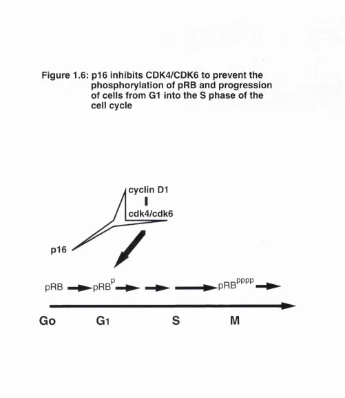 Figure 1.6: p i6 inhibits CDK4/CDK6 to prevent the phosphoryiation of pRB and progression of ceiis from GI into the S phase of the ceii cycie