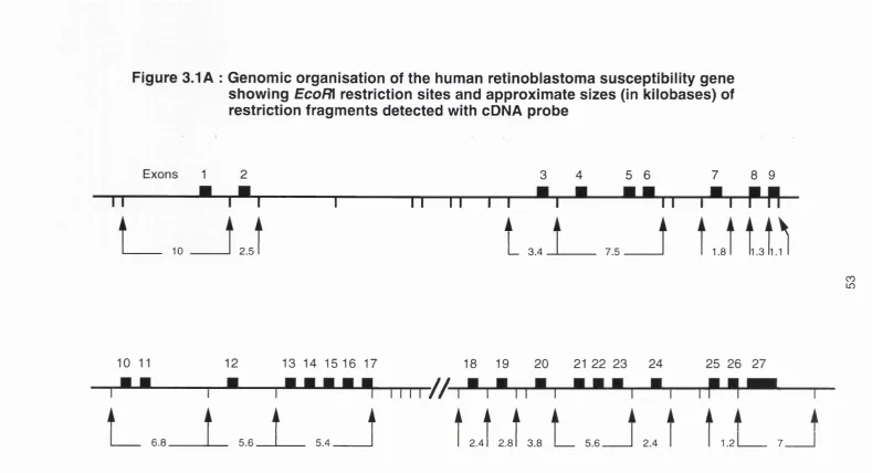 Figure 3.1 A : Genomic organisation of the human retinoblastoma susceptibility gene showing EcoR� restriction sites and approximate sizes (In kilobases) of 