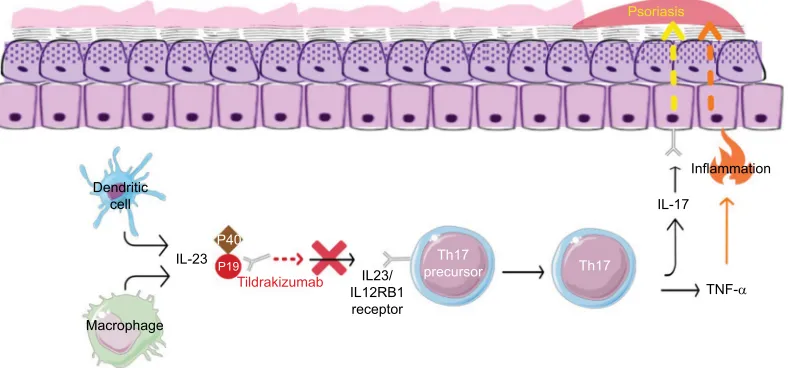 Figure 1 The mechanism of action of tildrakizumab.Notes: Tildrakizumab selectively inhibits the p19 subunit of IL-23 and neutralizes its function.Abbreviation: IL, interleukin; Th17, type 17 helper T lymphocytes; TNF-α, tumor necrosis factor alpha.