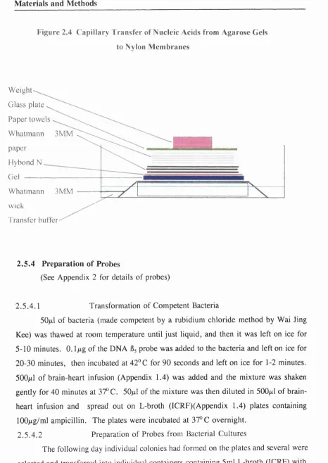 Figure 2.4 Capillary Transfer of Nucleic Acids from Agarose Gels