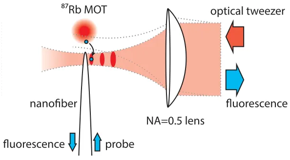 Figure 1. Trapping a single atom near a nanoﬁber. The trap is formed by the interference of an optical tweezer andnanoﬁber