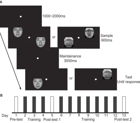 Figure 1 Experimental procedureComment: Dear author: please conthis image/their likenesses