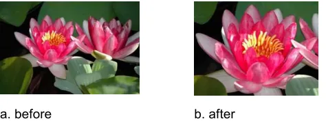 Figure 2: Cropping but keep the full bunch 