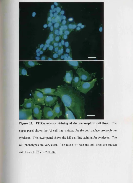 Figure 12. FITC-syndecan staining of the metanephric cell lines. The