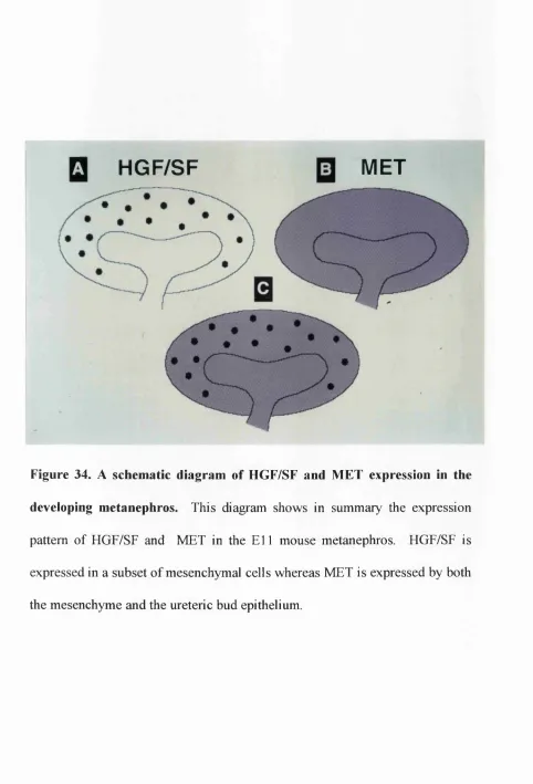 Figure 34. A schematic diagram of HGF/SF and MET expression in the 