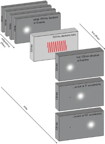 Figure 1. A schematic showing the adapt–test paradigm. In the adaptation phase, observers view a series of visual stimuli of fixed duration (160 ms in this example) atone of three possible adapt locations (fixation in this example)