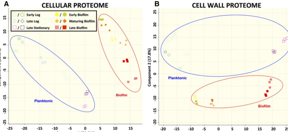 FIG 3 Clustering of biofilm and planktonic samples based on proteomic data. Data represent results of principal-component analysis (PCA) of log2 LFQintensity values from each sample in either the cellular proteome (A) or the cell wall proteome (B)