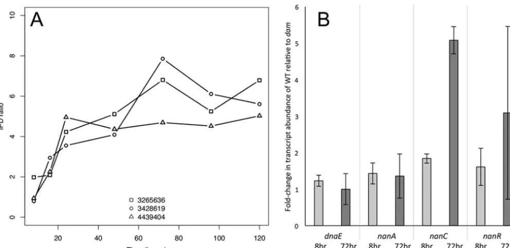 FIG 3 GATC sites where methylation changes over time correspond to a change in gene expression in adivided by the mean IPD of the control ( dam mutant