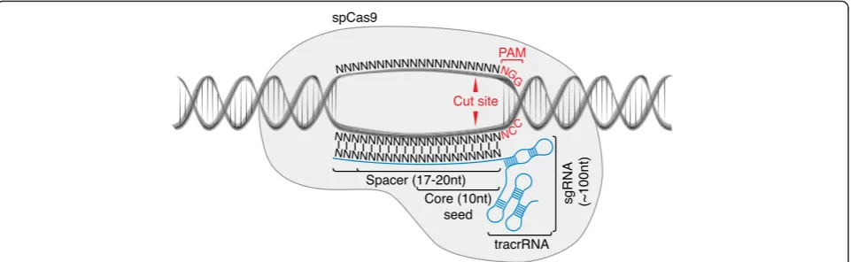 Fig. 1 Components of the CRISPR-Cas9 system. Streptococcus pyogenes Cas9 (SpCas9) forms a complex with a chimeric single guide RNA(sgRNA) comprising a spacer that hybridizes with the genomic target site, and a scaffold RNA termed tracrRNA required for complex formation.The protospacer adjacent motif (PAM) is required for sequence specificity of SpCas9-mediated endonuclease activity against genomic DNA