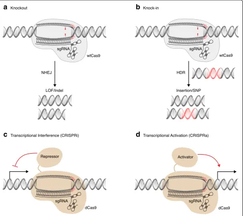 Fig. 2 Genetic perturbations enabled by engineered CRISPR/Cas9 systems.activation (exploit endogenous homology-directed repair (endonuclease-dead Cas9 (Knock-in approaches aim to introduce defined mutations [e.g., an insertion or single-nucleotide polymorp
