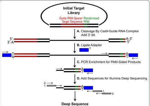 Fig. 1 Schematic for identification of PAM preferences by Cas9 cleavageproduct.compatible anchors and barcodes arecleaved with Cas9 complex and 3 in vitro