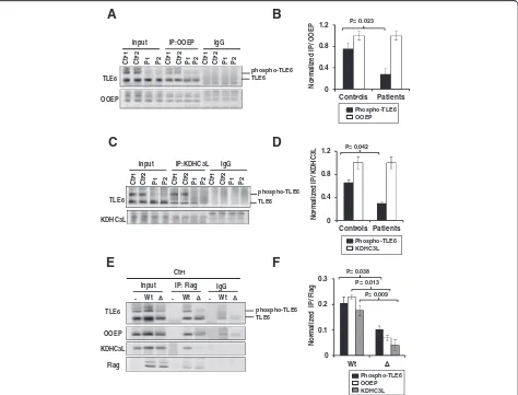 Fig. 3 The TLE6 mutation diminishes SCMC protein binding and complex formation.experiments.two biological repeats and two technical repeats.after immunoprecipitation with anti-KDHC3L/Ecat1 and IgG antibody followed by immunoblotting.immunoblotting, showing