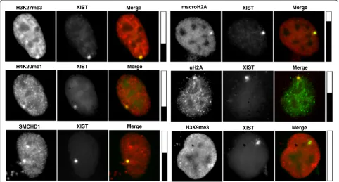 Table 2 Co-localization of histone modifications with induced XIST RNA signal