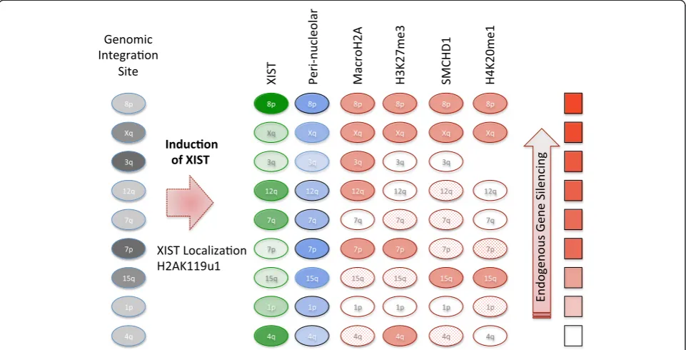 Fig. 7 Schematic of features examined at the site of XIST RNA induction. Nine different integration sites of XIST were examined, and these werein both G-light (pale gray) and G-dark genomic locations