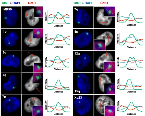 Fig. 1 XIST RNA localizes and forms Cot-1 holes when expressed from nine different integration sites