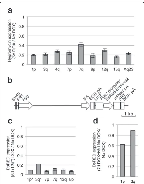 Fig. 2 Silencing of flanking reporter genes upon XIST expressionfrom various integration sites