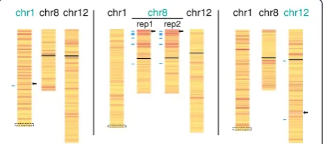 Fig. 4 Silencing of endogenous genes upon ectopic XIST expression.Allelic inactivation of chromosomes 1, 8, and 12 is shown as a heatmap following DOX induction of XIST in cells containing integrationsinto the chromosome listed in green
