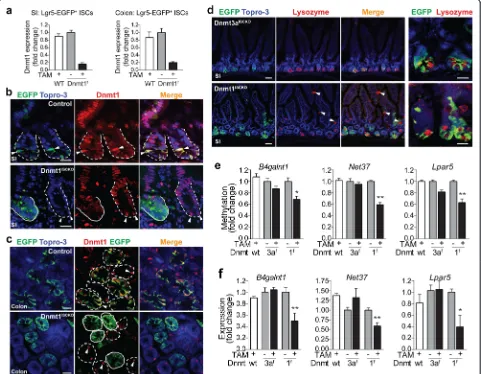 Fig. 4 Deletion ofthe mean of at least three replicate experiments. * Dnmt1 in adult ISCs alters crypt homeostasis and postnatal epigenetic regulation