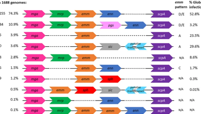 FIG 2Conﬁgurations of Mga regulons. In the large collection of contiguous Mga regulon sequences, we identiﬁed 10 possibleand could contain genes for Mrp, Emm, Enn, Pgs, protein H, SIC, and transposases