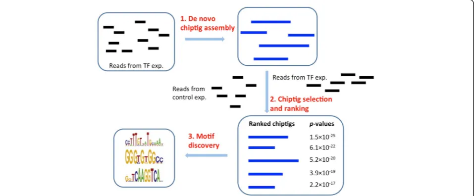 Fig. 1 De novo ChIP-seq analysis pipeline. Top: Reads from the TF experiment are assembled using a de novo assembly method (SEECER orVelvet) leading to longer ChIPtigs, each of which is based on several (often hundreds or thousands) of assembled reads