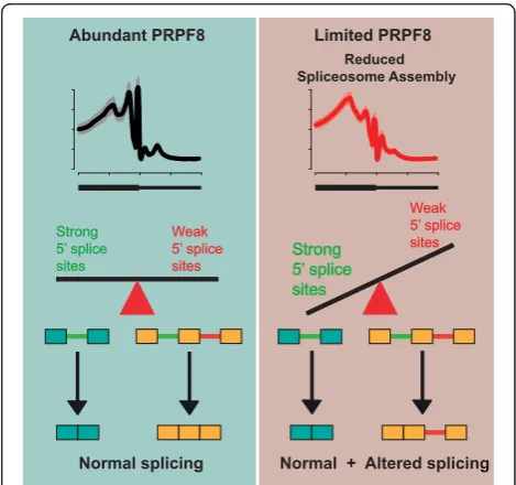 Fig. 9 Model describing role of 5′ splice site strength in determiningconstitutive and alternative splicing regulated by PRPF8