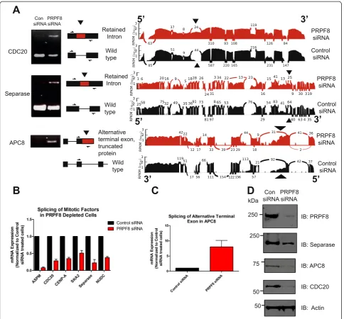 Fig. 3 Altered splicing of transcripts encoding proteins required for mitotic progression after PRPF8 depletion