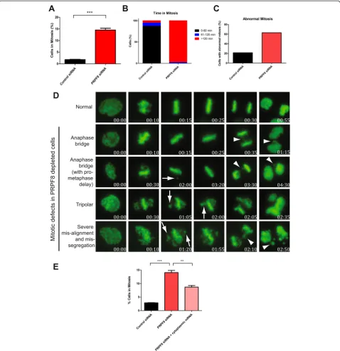 Fig. 4 Live-cell imaging of U2OS GFP-H2B cells depleted of PRPF8 reveals multiple mitotic abnormalities, including unalignedand processed mRNA into PRPF8-depleted cells suffices to partially rescue the observed mitotic defects