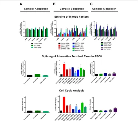 Fig. 5 Depletion of Complex B components that interact directly with PRPF8 recapitulate defects in mitotic progression accompanied by thealtered splicing of mitotic genes