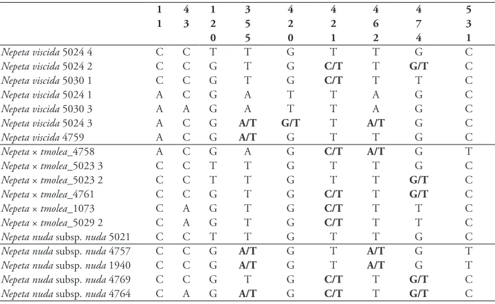 Figure 2. Phylogenetic position of N. viscida and N. nuda subsp. nuda amongst different Nepeta species and outgroups (based on nrITS sequences and Maximum Likelihood phylogram (A) and Neighbour-Net Diagram (B) without hybrids.(* examined taxa in this study).