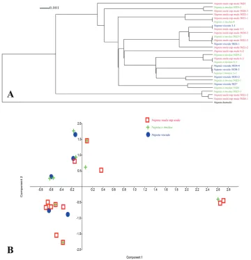 Figure 4. Dendroscope cladogram and PCA diagram based on rpl32-trnL data.
