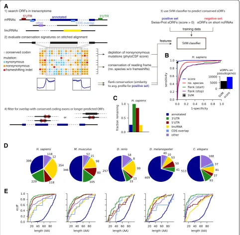Fig. 1 Identification of conserved sORFs in five animals. a Overview of the pipeline. (1) Annotated transcripts are searched for ORFs and specificconservation features are extracted from the multiple species alignment (2)