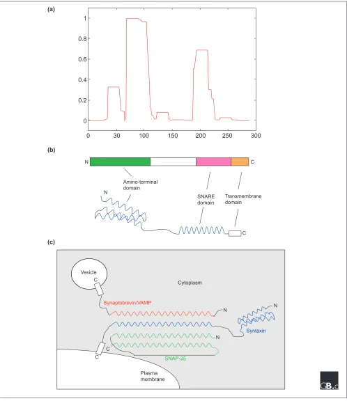 Figure 2The structure of syntaxin and a syntaxin-containing SNARE complex. (a) A graphical output of the analysis with the COILSprogram [16] of syntaxin 1A, for potential coiled-coil-forming regions